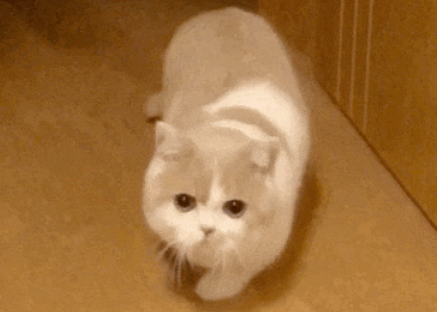 猫咪突然满屋子疯跑,其实是在向你传达重要信号 猫咪突然满屋子疯跑,其实是在向你传达重要信号