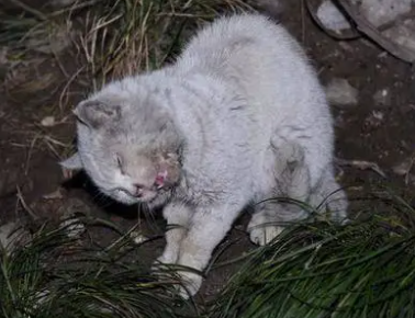 猫死后身体柔软是不是没死
