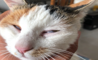 猫眼睛有白膜遮住眼球