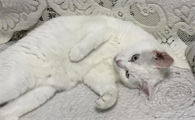 猫睡觉的时候身体一抽一抽