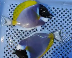 狐狸鱼路亚竿