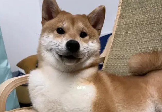 狗狗细小自己能扛过去吗