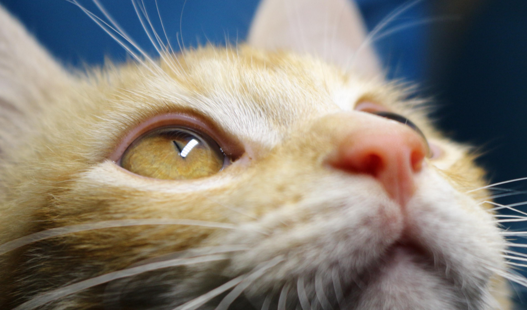 猫眼睛受伤留的白膜会恢复吗 猫眼睛受伤留的白膜会恢复吗