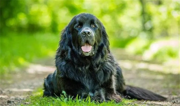纽芬兰犬的寿命好养吗