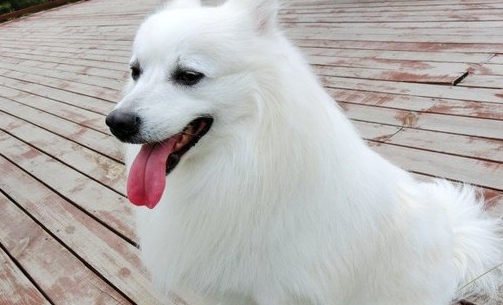 尖嘴的狗为什么不好 尖嘴的狗为什么不好