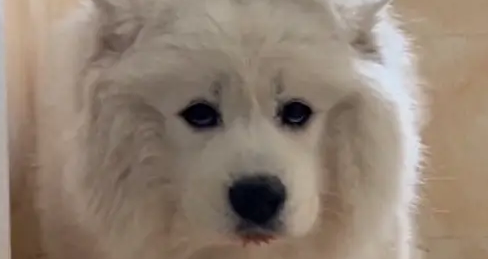 主人给萨摩耶洗澡,洗了一个小时发现根本没打湿,就像是劣质棉被 主人给萨摩耶洗澡,洗了一个小时发现根本没打湿,就像是劣质棉被