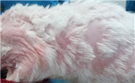 猫癣用什么药