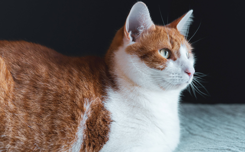 猫突然哀嚎一样怪叫