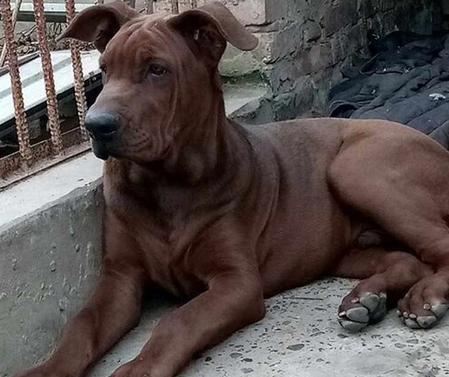 超大巨型莱州红犬战斗力怎么样