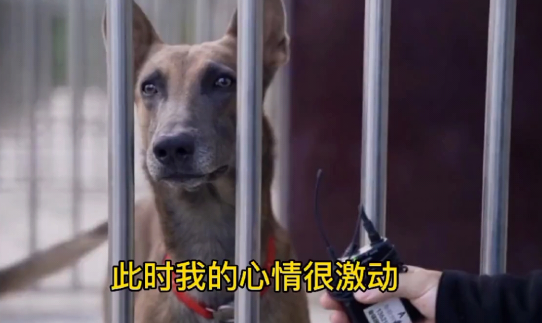 搜救犬二驴的直播内容