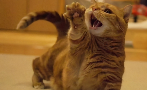 猫一惊一乍的疯跑是狂犬病吗