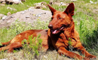 红狼犬简介厉害吗