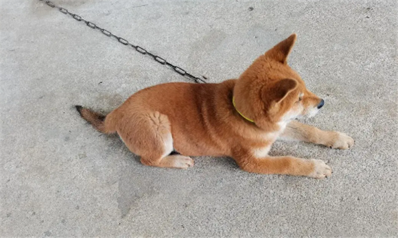 黄狗白面优缺点 黄狗白面优缺点