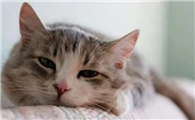 10多年一直没给猫驱虫