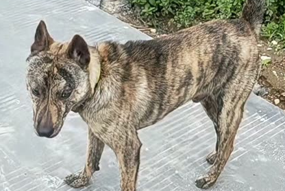广西士猎犬城市给不给养