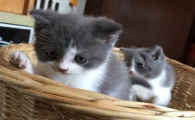 猫死了复活