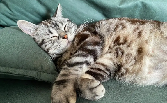 猫睡在枕头旁说明什么