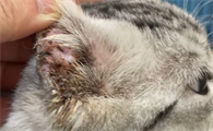 猫体外有寄生虫的表现