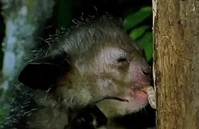 狐猿可以像狗狗