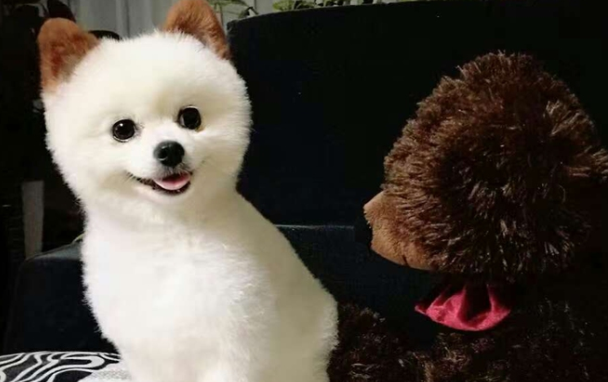 宠物为什么要去宠物店做美容?看看这篇文章你就明白了 宠物为什么要去宠物店做美容?看看这篇文章你就明白了