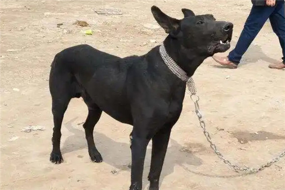 黑狼犬为啥胆子那么小 黑狼犬为啥胆子那么小