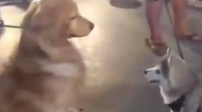 哈士奇在金毛面前犯二,结果换来满满的鄙视 哈士奇在金毛面前犯二,结果换来满满的鄙视