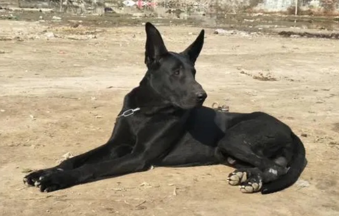 黑狼犬喜欢咬主人