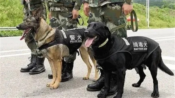 缉毒犬和警犬的区别 缉毒犬和警犬的区别