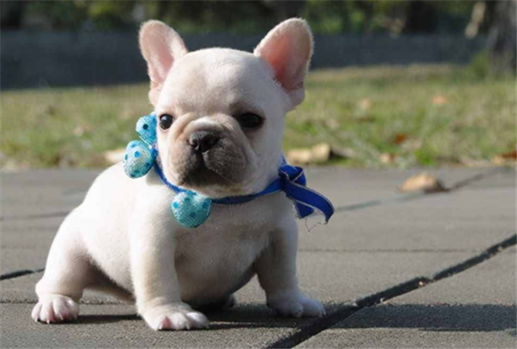中国能养斗牛犬吗
