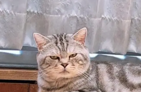 主人吃汉堡，猫咪一脸哀怨地坐在身后：我的呢，当我不存在吗