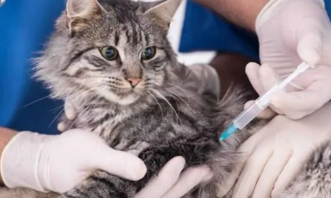 猫要打狂犬疫苗吗
