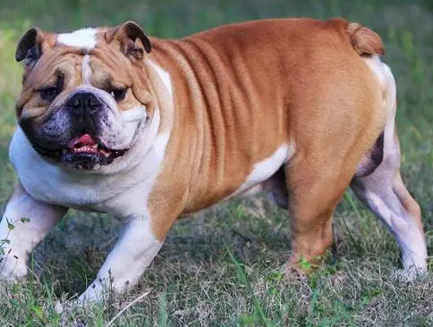 英国国犬是什么狗