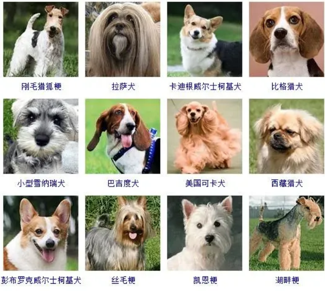 所有狗狗品种大全-宠物网
