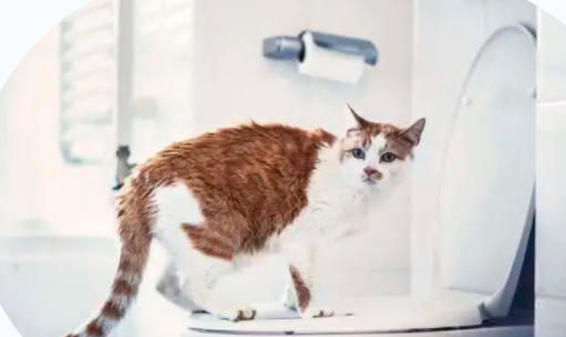 猫咪便便恶臭怎么办！6个小技巧快收藏