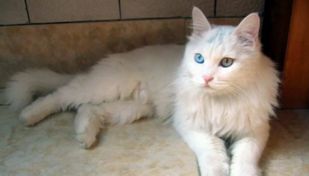 为什么大家更喜欢猫,而不是选择养狗?十个理由告诉你 为什么大家更喜欢猫,而不是选择养狗?十个理由告诉你
