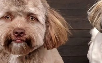 人面犬长什么样子图片 人面犬长什么样子图片