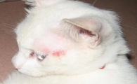 猫一撮一撮的掉毛带痂