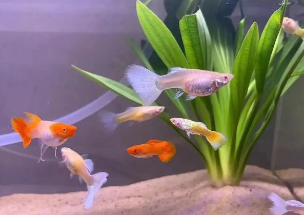 养孔雀鱼到底要多大的鱼缸?鱼缸的最佳尺寸是多少 养孔雀鱼到底要多大的鱼缸?鱼缸的最佳尺寸是多少