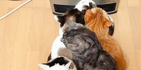 流浪猫和孩子打好关系,成功被收养,成了小主人专属“小保姆” 流浪猫和孩子打好关系,成功被收养,成了小主人专属“小保姆”