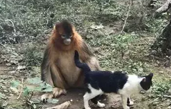 猴子偶遇奶牛猫,撸起猫跟个小人儿似的,猴:我也有猫了_宠界新闻