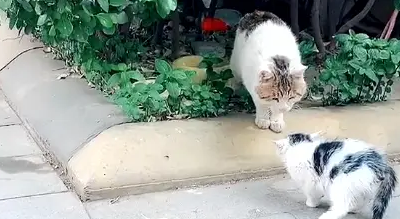 流浪小猫腿伤被送医,猫妈一路寻来探望,小心翼翼的样子让人揪心 流浪小猫腿伤被送医,猫妈一路寻来探望,小心翼翼的样子让人揪心