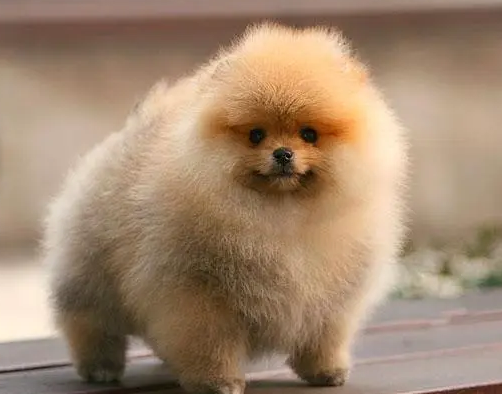 俊杰狗是什么品种名字大全