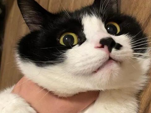 猫亚科是什么意思 猫亚科是什么意思