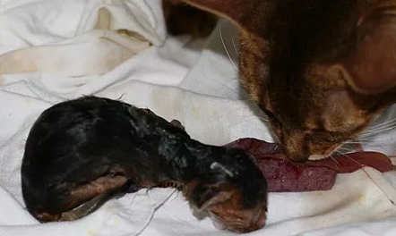 猫羊水破了10个小时还不生