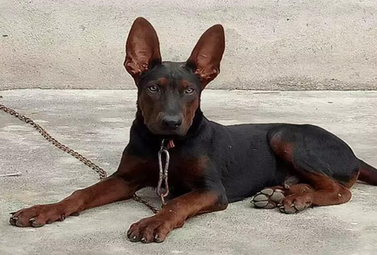 苏联红犬智商排名第几