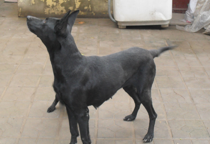 黑狼犬在东北的冬天能过冬吗 黑狼犬在东北的冬天能过冬吗