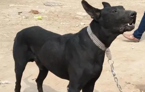 黑狼犬是中华田园犬吗