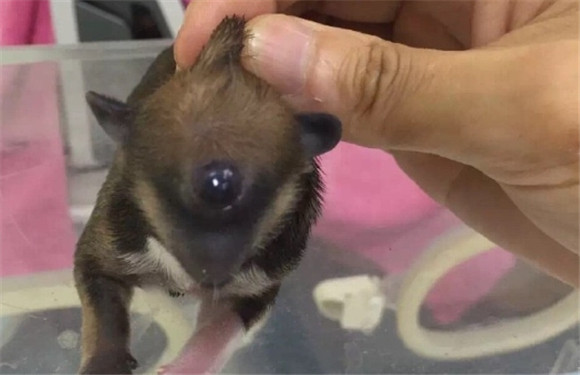 狗生出畸形幼犬是什么原因 狗生出畸形幼犬是什么原因