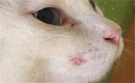 猫藓会自愈吗