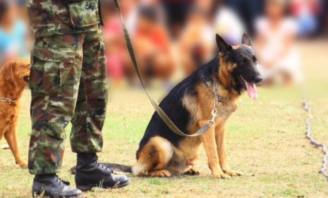 警犬被杀能判多少年